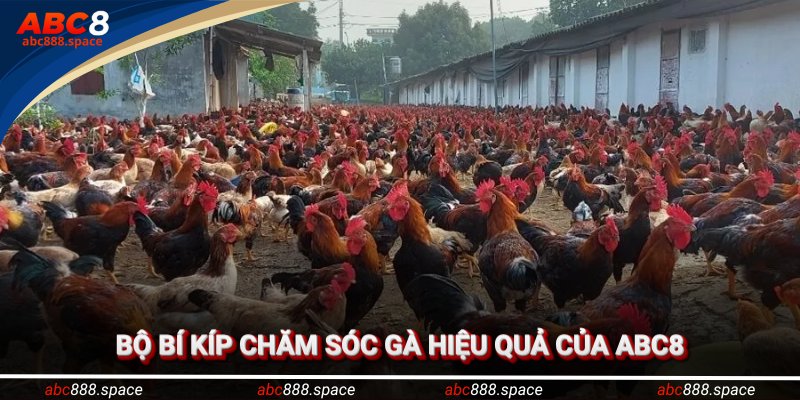 Bộ bí kíp chăm sóc gà đỉnh tổng hợp từ nhà cái ABC8