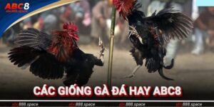 Các Giống Gà Đá Hay - Top 5 Chiến Binh Vang Danh Sới Đấu 