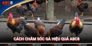 Chăm Sóc Gà Đúng Cách - 5 Bí Quyết Đơn Giản Từ Nhà cái ABC8
