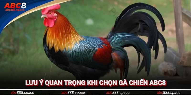 Lưu ý quan trọng luôn phải nhớ khi chọn gà chiến