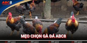 Mẹo Chọn Gà Đá Chuẩn Nhất 2025 – Bí Quyết Từ Các Sư Kê