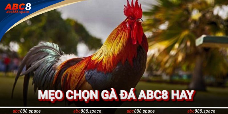 Những mẹo hay khi chọn chiến kê