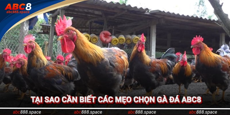 Tại sao cần biết các mẹo chọn gà đá?