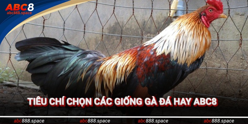 Hàng loạt tiêu chí quan trọng khi đánh giá chiến kê