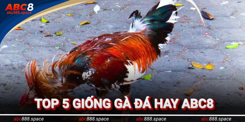 Tổng hợp các giống gà đá hay nổi tiếng cộng đồng